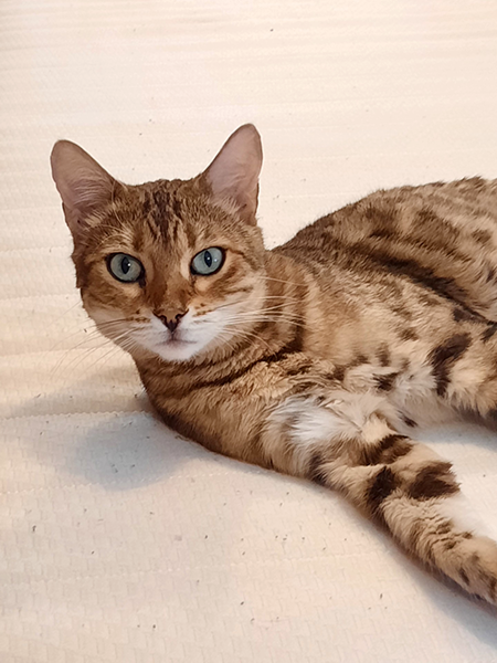 Bengalkatze Aimee
