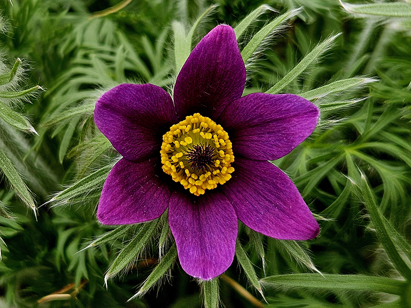 Naturheilkundliche Begleitung für Tiere
