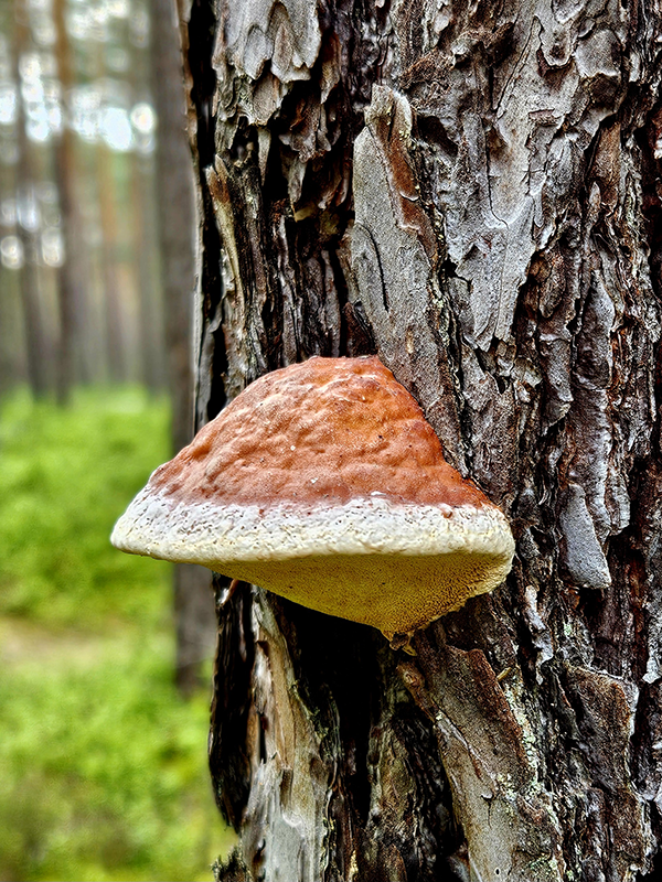 Vitalpilztherapie (Mykotherapie)