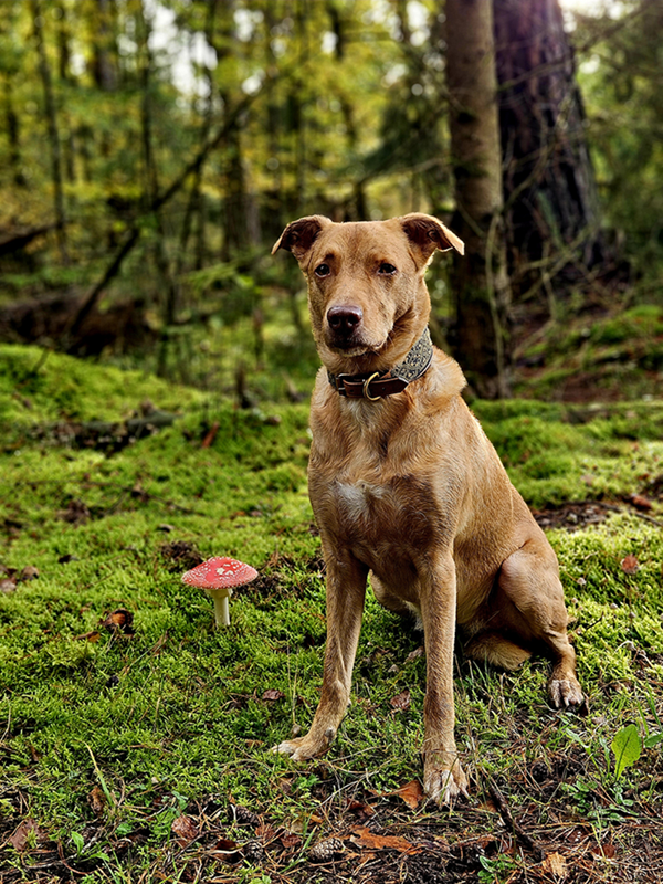 Peruaner Hündin Gioia